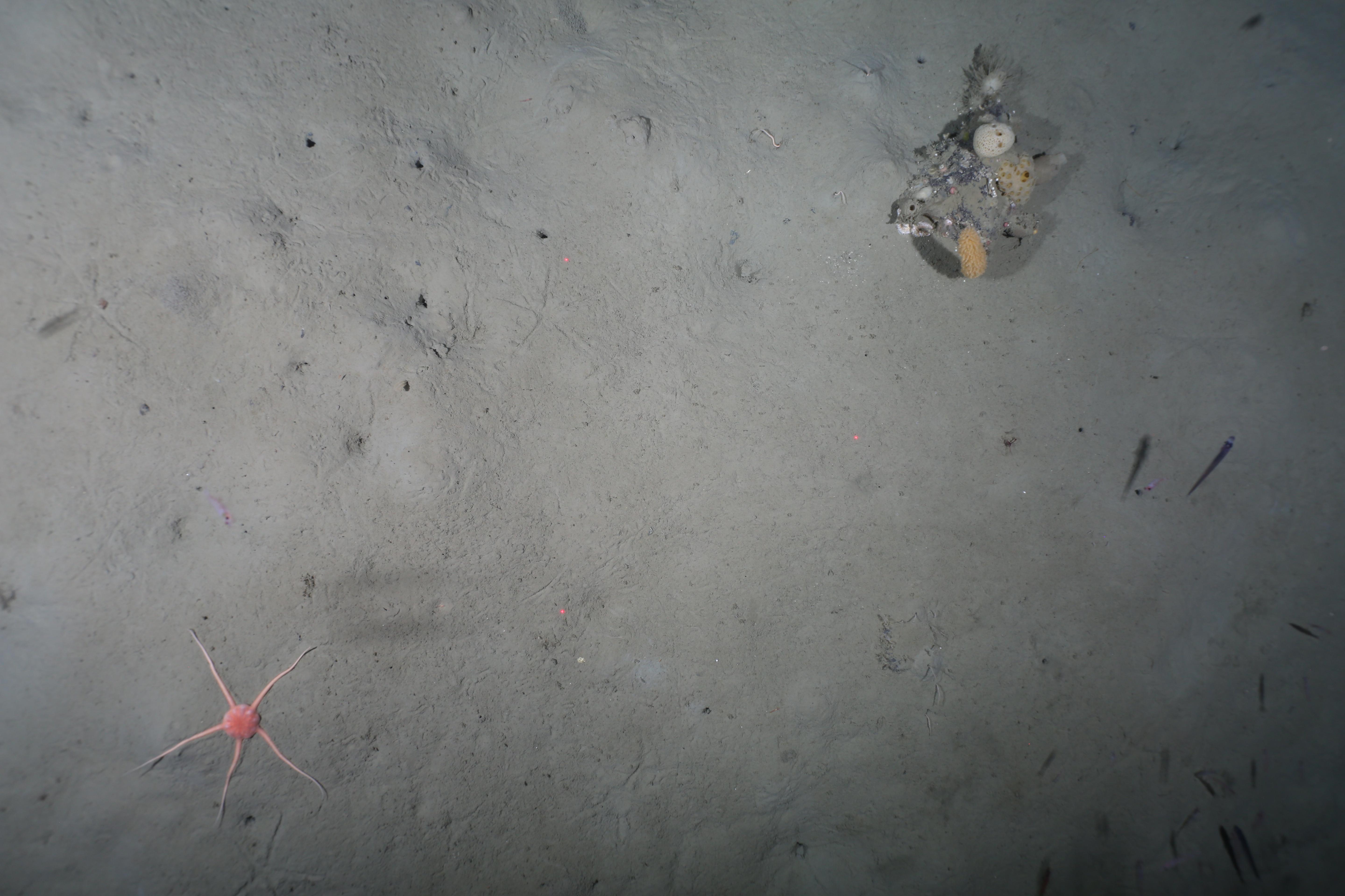 Normal Antarctic seabed training image